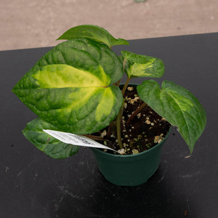 Gabriella Plants Piper 3" Piper methysticum 'Bright Eyes'