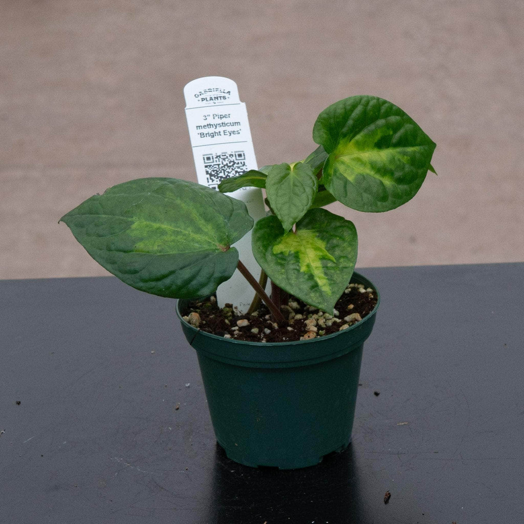 Gabriella Plants Piper 3" Piper methysticum 'Bright Eyes'