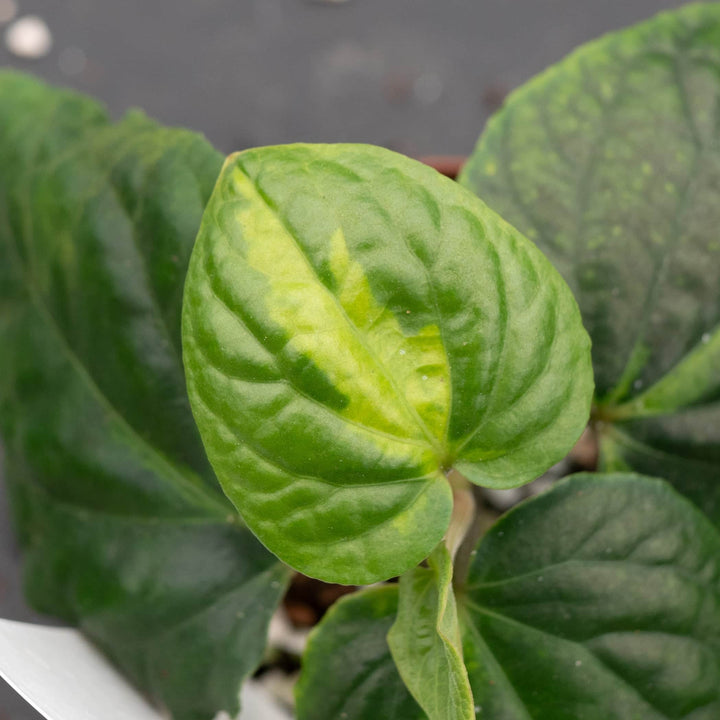 Gabriella Plants Piper 3" Piper methysticum 'Bright Eyes'