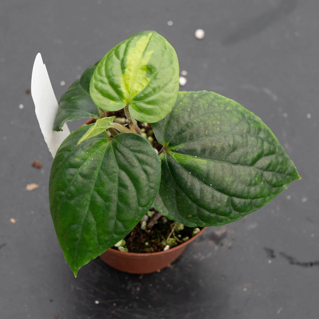 Gabriella Plants Piper 3" Piper methysticum 'Bright Eyes'