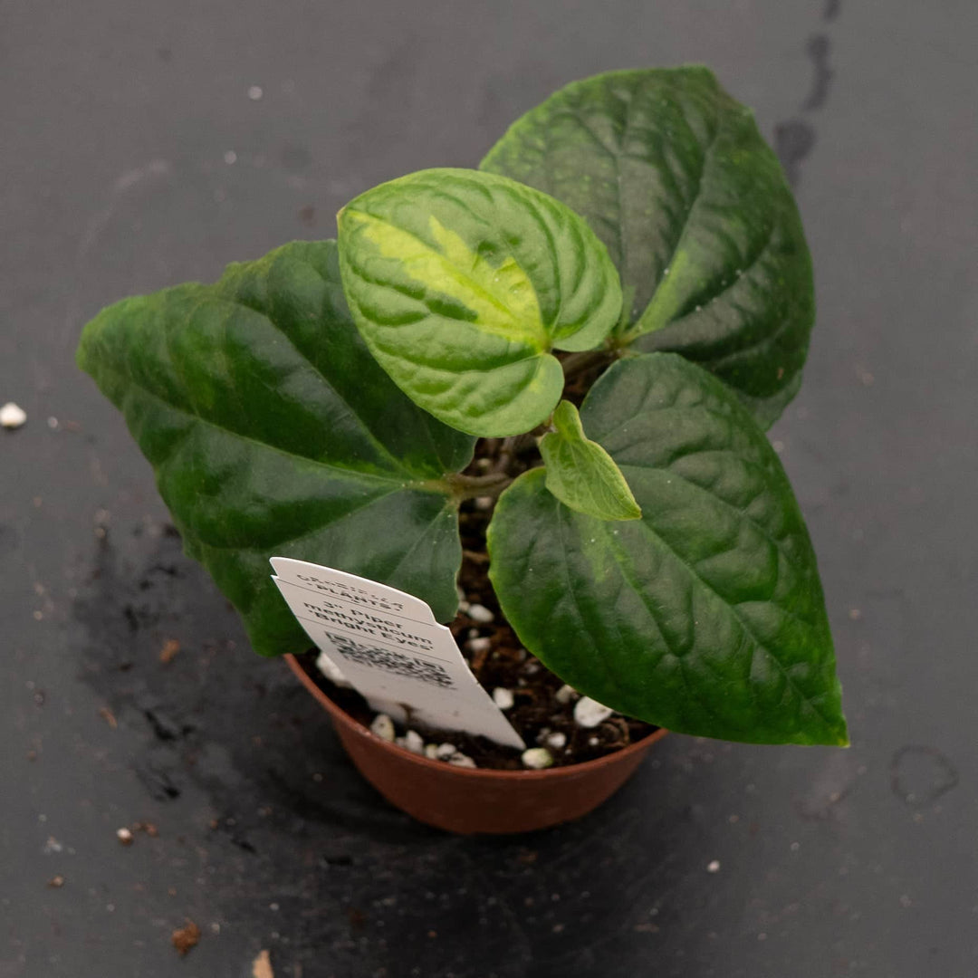 Gabriella Plants Piper 3" Piper methysticum 'Bright Eyes'