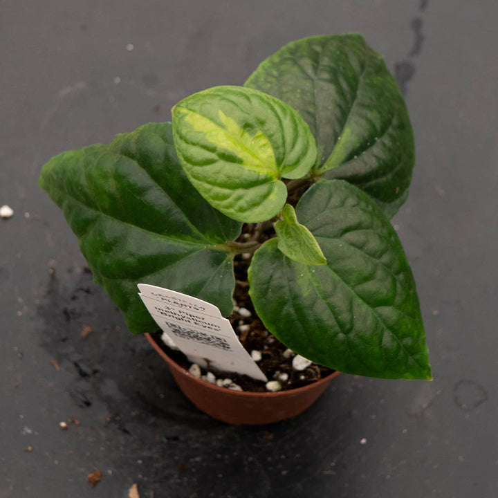 Gabriella Plants Piper 3" Piper methysticum 'Bright Eyes'