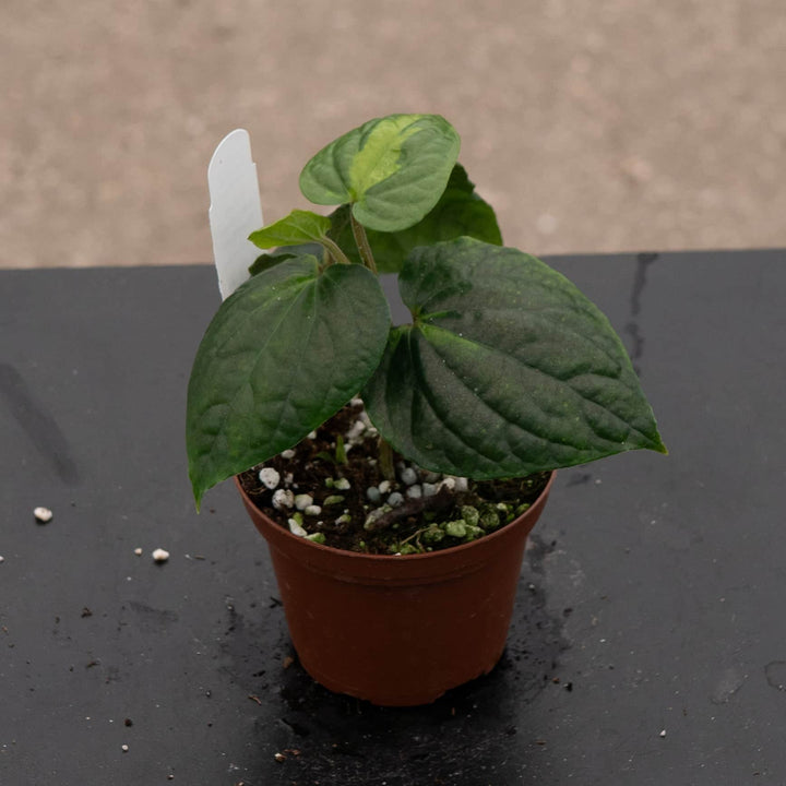 Gabriella Plants Piper 3" Piper methysticum 'Bright Eyes'