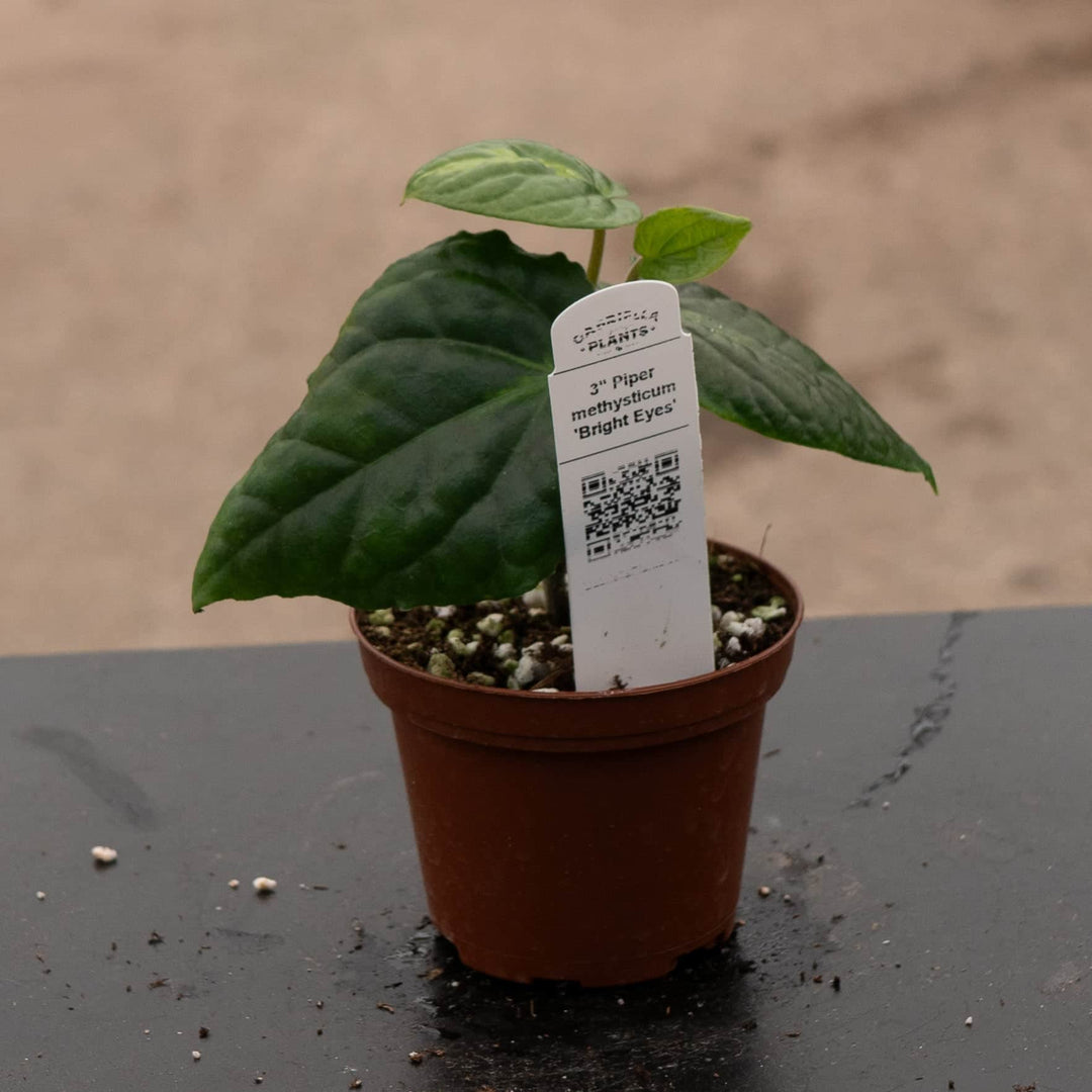 Gabriella Plants Piper 3" Piper methysticum 'Bright Eyes'