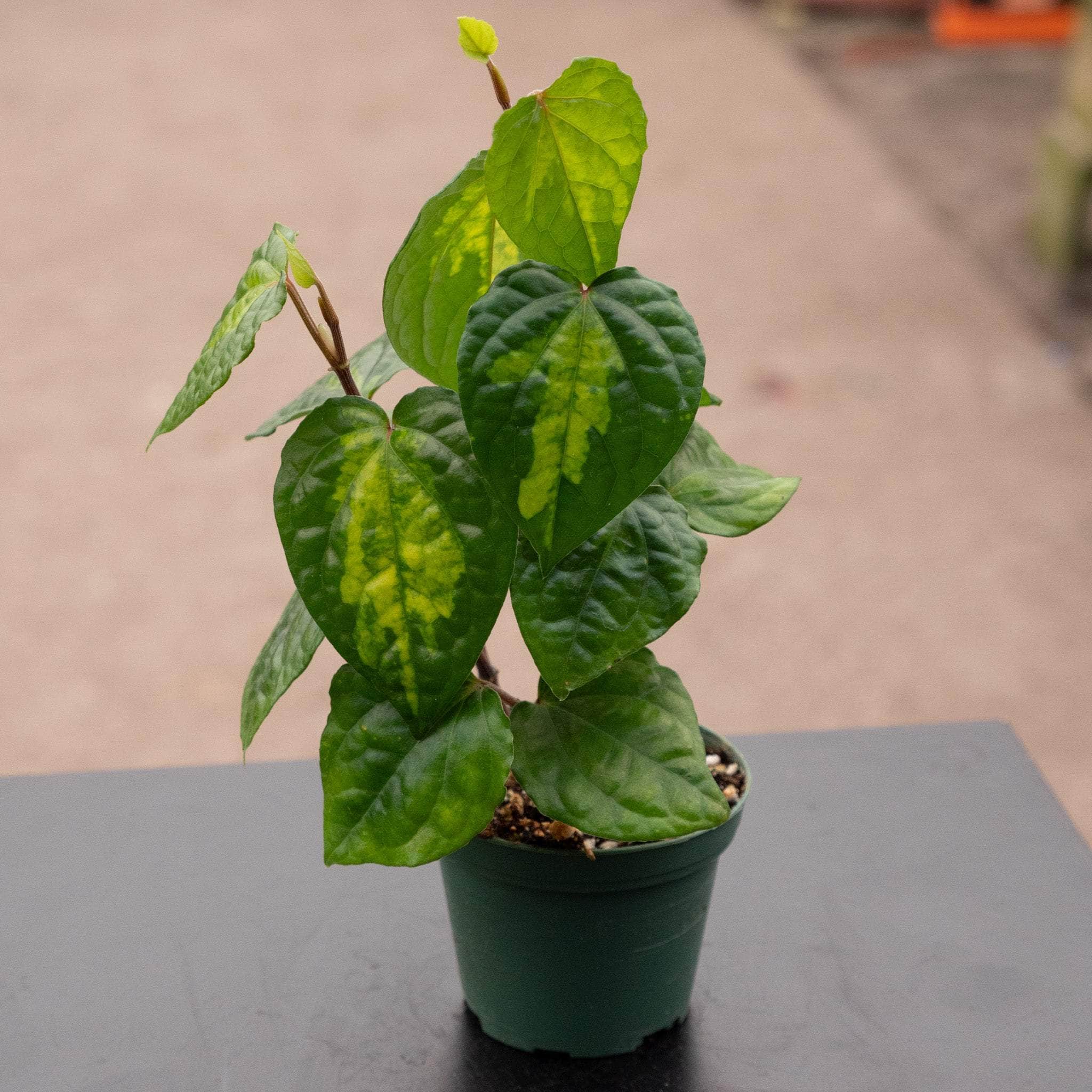 Piper methysticum 'Bright Eyes' - Gabriella Plants