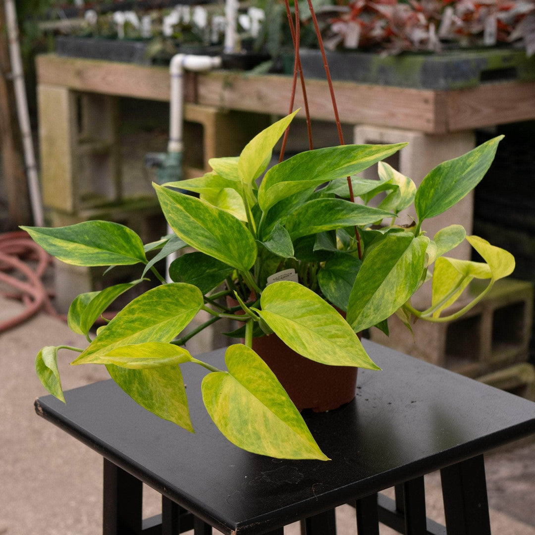 hybrid pothos Pothos Epipremnum aureum 'Alta Voltagem'