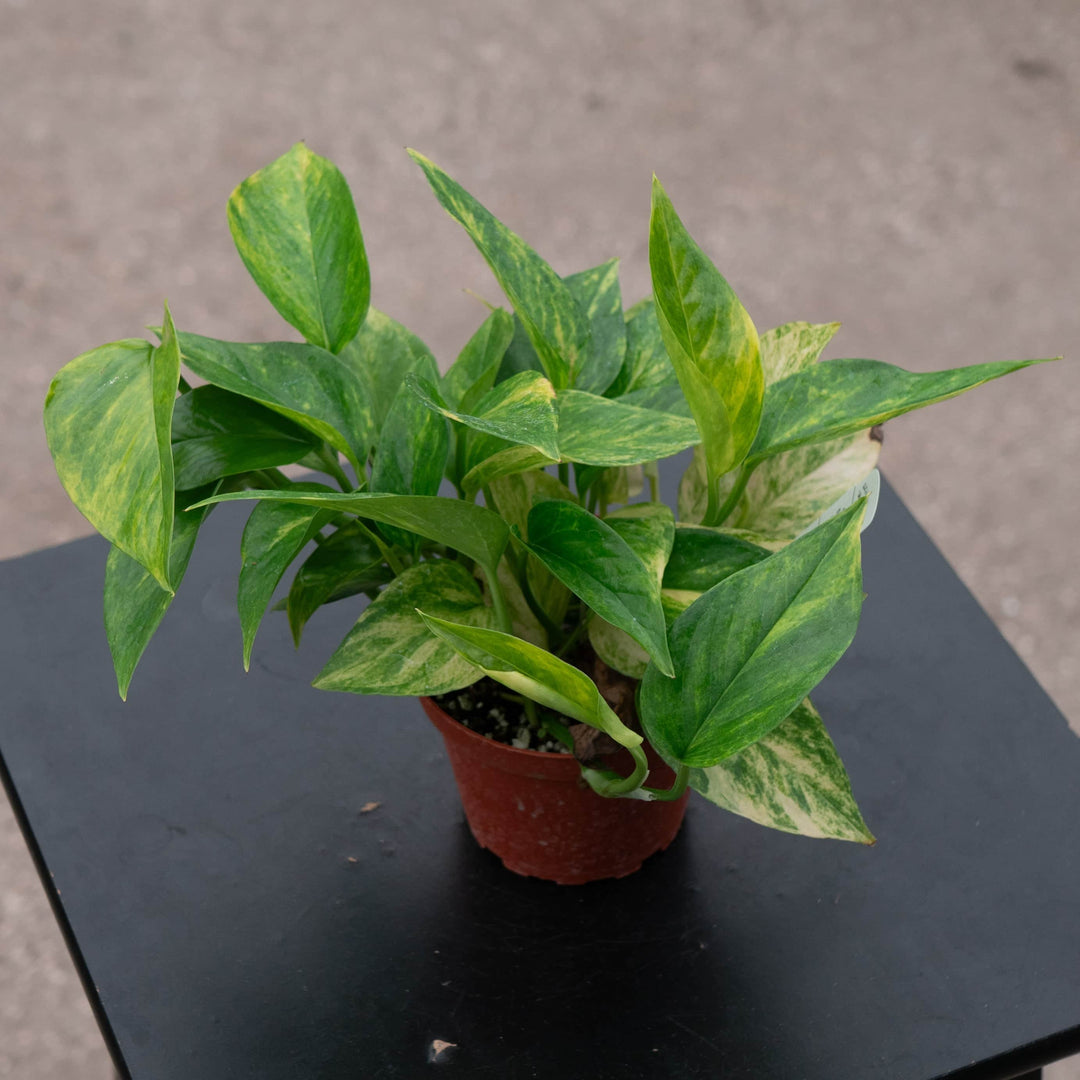 Gabriella Plants Pothos Pothos Epipremnum aureum 'Alta Voltagem'