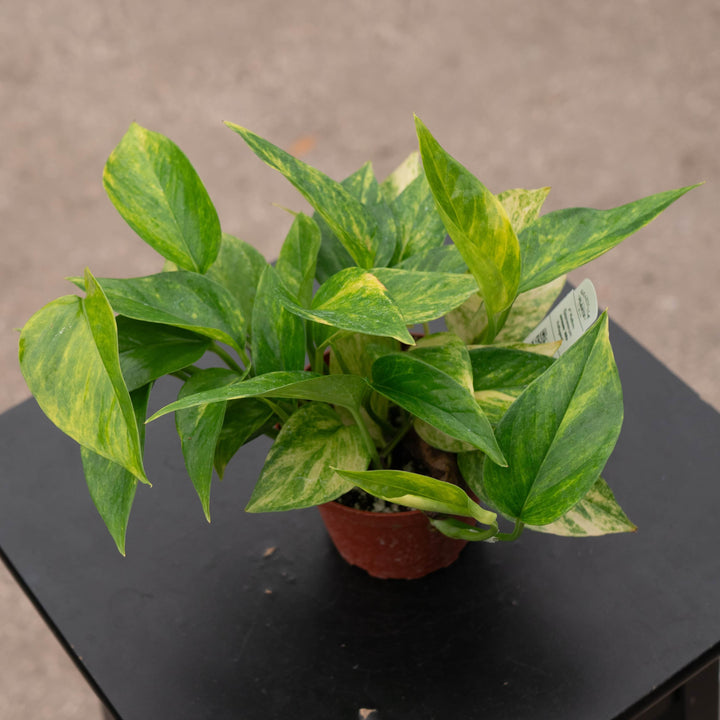 Gabriella Plants Pothos Pothos Epipremnum aureum 'Alta Voltagem'