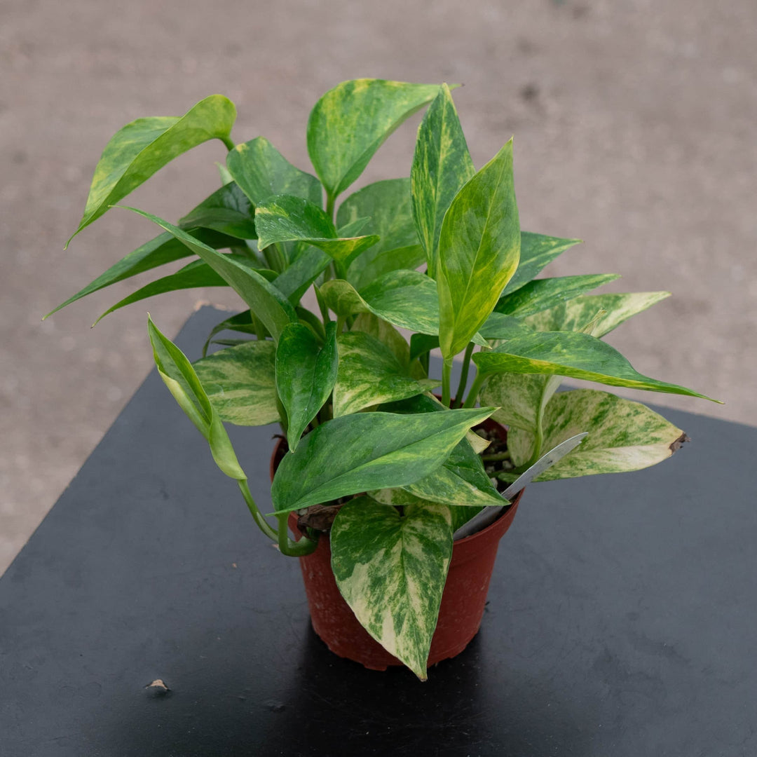 Gabriella Plants Pothos Pothos Epipremnum aureum 'Alta Voltagem'