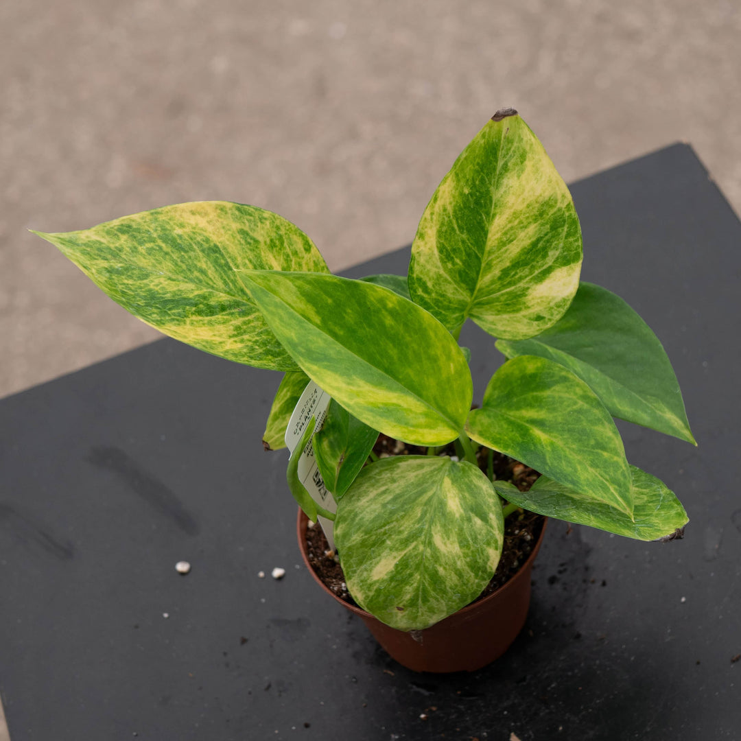 pothos foglie molli Pothos Epipremnum aureum 'Alta Voltagem'