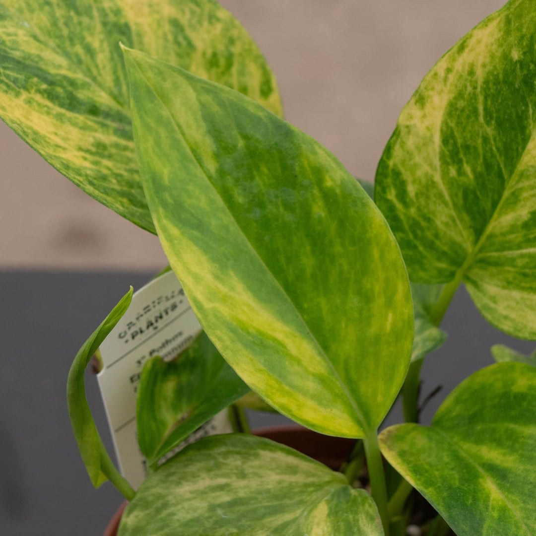 Gabriella Plants Pothos Pothos Epipremnum aureum 'Alta Voltagem'