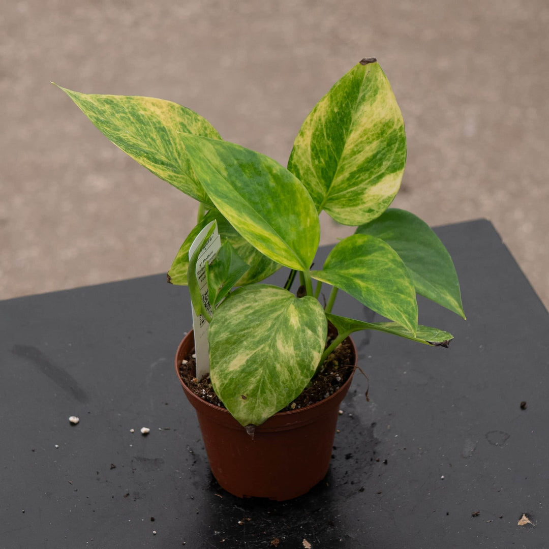 Gabriella Plants Pothos Pothos Epipremnum aureum 'Alta Voltagem'