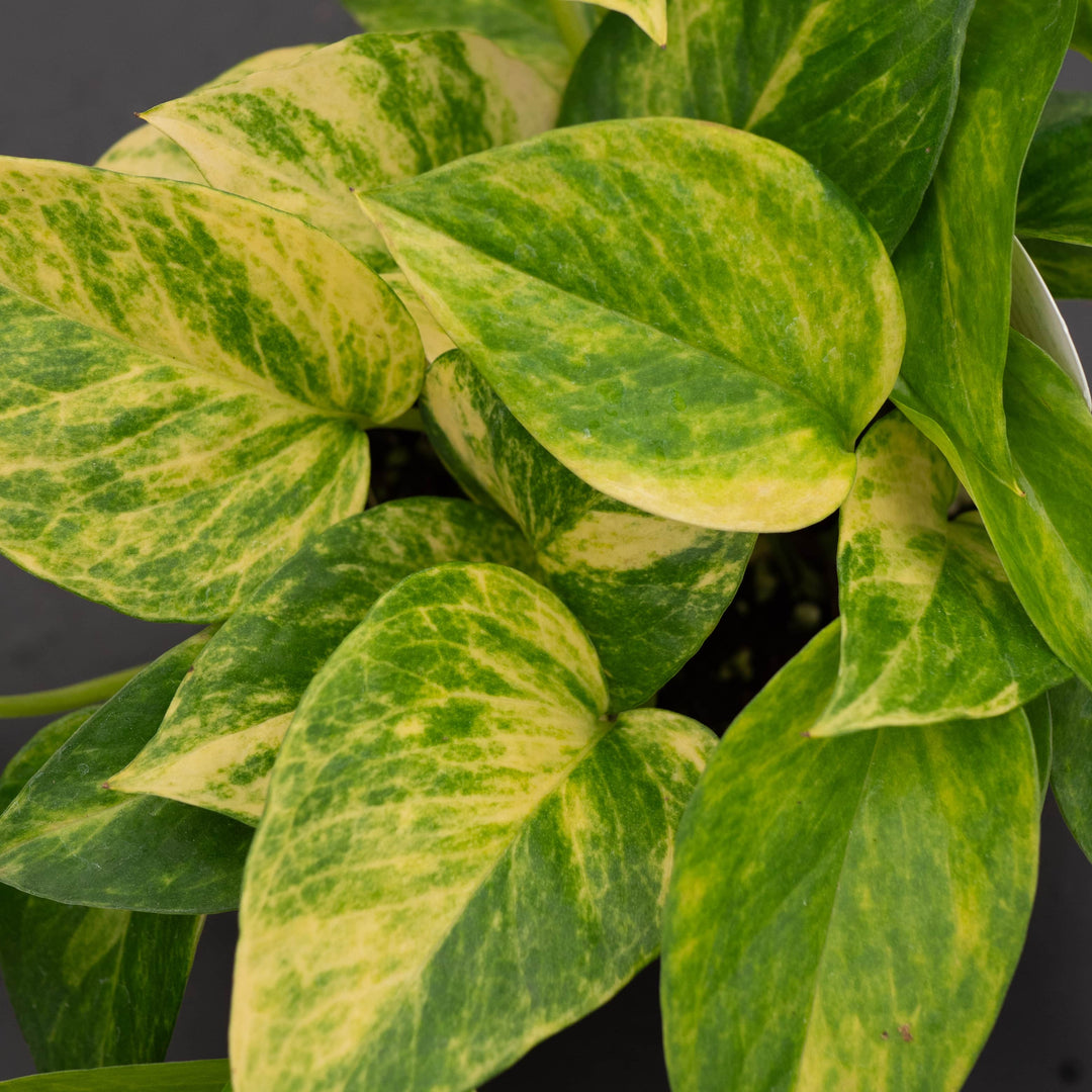 Gabriella Plants Pothos Pothos Epipremnum aureum 'Alta Voltagem'