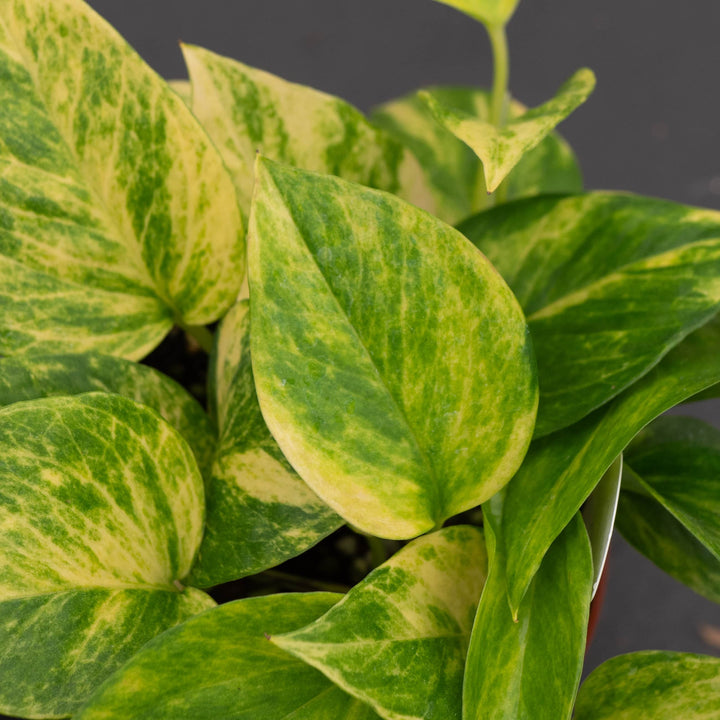 Gabriella Plants Pothos Pothos Epipremnum aureum 'Alta Voltagem'