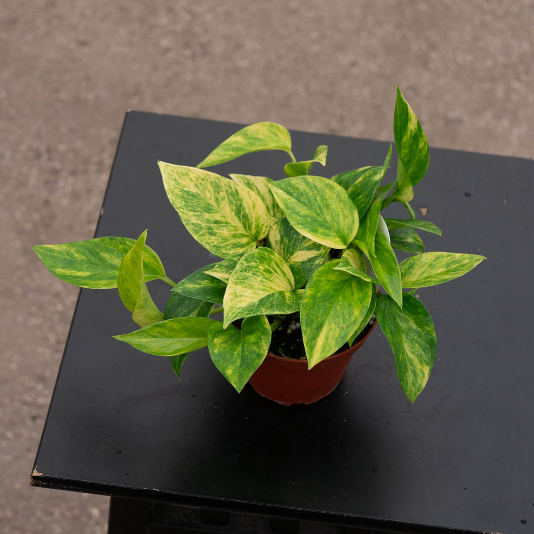 Gabriella Plants Pothos Pothos Epipremnum aureum 'Alta Voltagem'