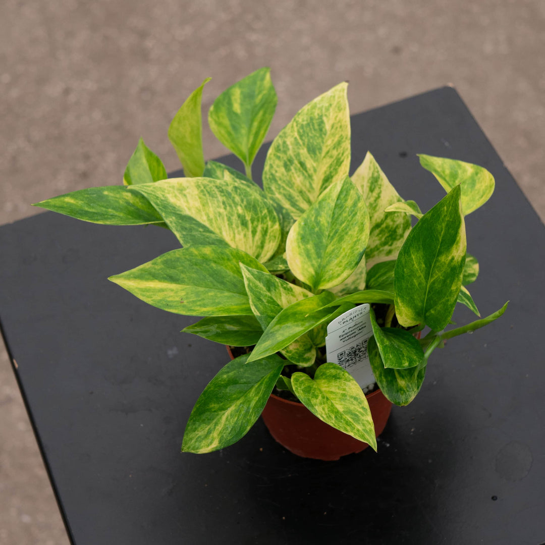 Gabriella Plants Pothos Pothos Epipremnum aureum 'Alta Voltagem'