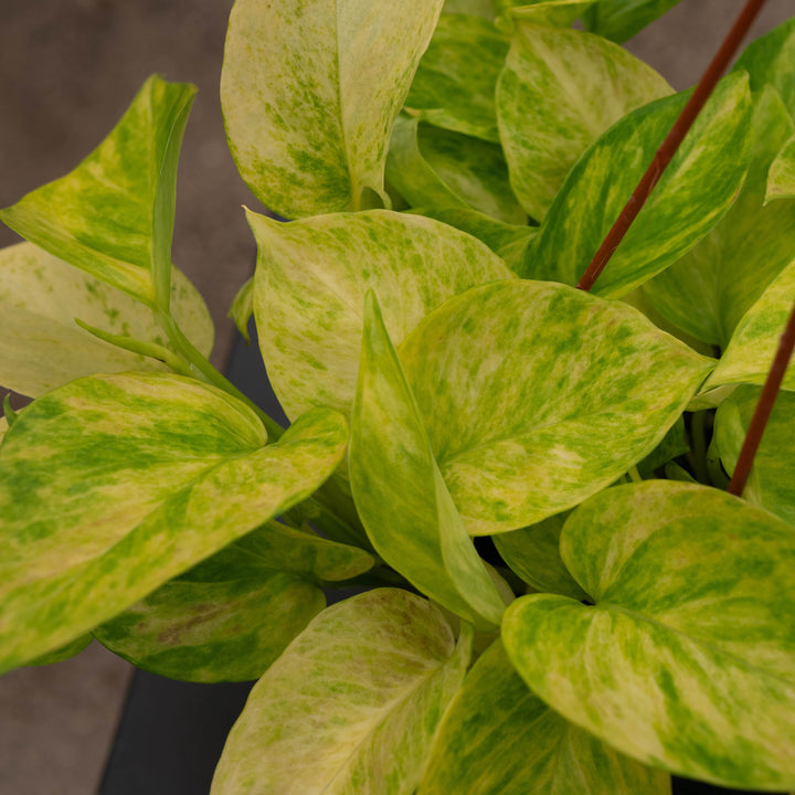 Gabriella Plants Pothos Pothos Epipremnum aureum 'Alta Voltagem'