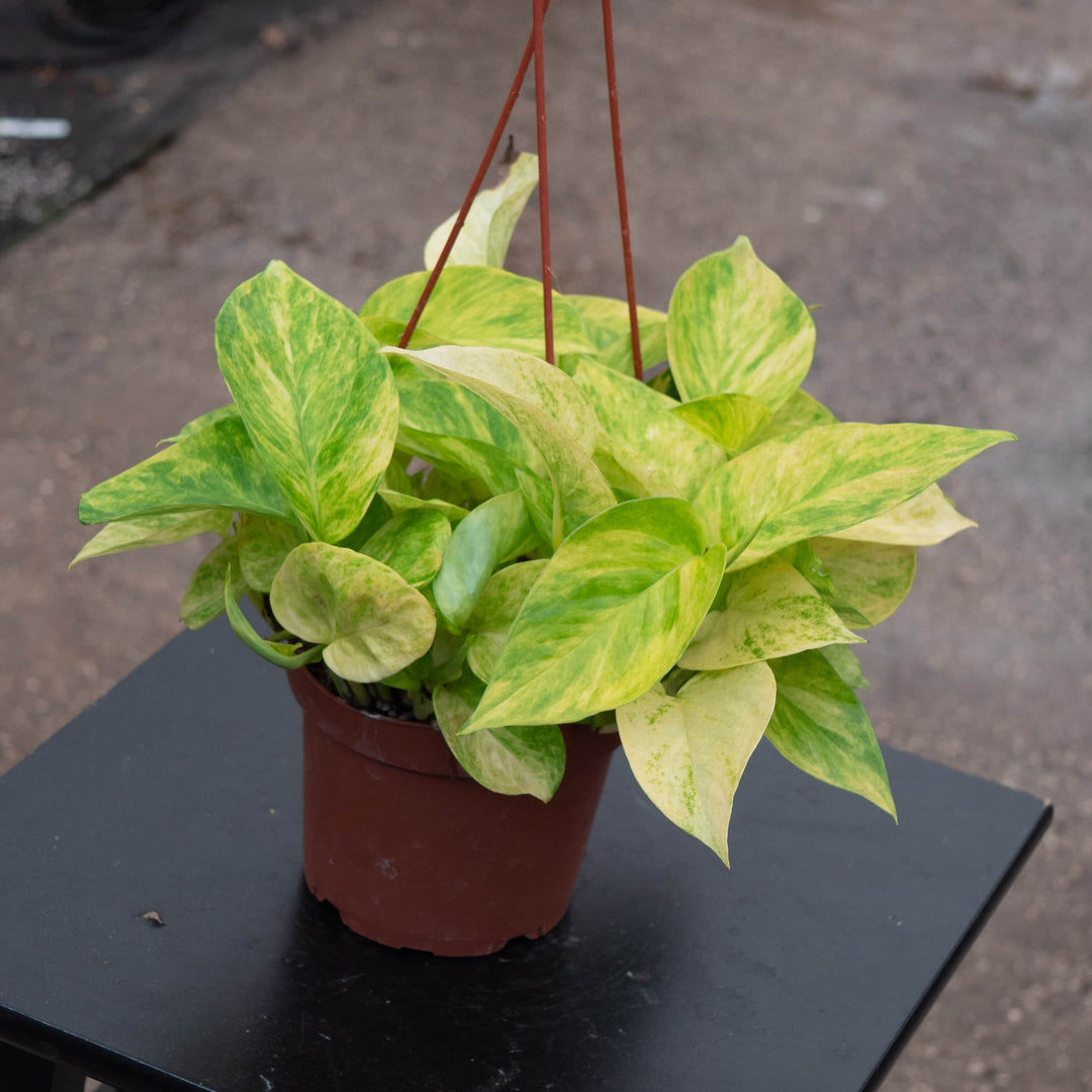 Gabriella Plants Pothos Pothos Epipremnum aureum 'Alta Voltagem'