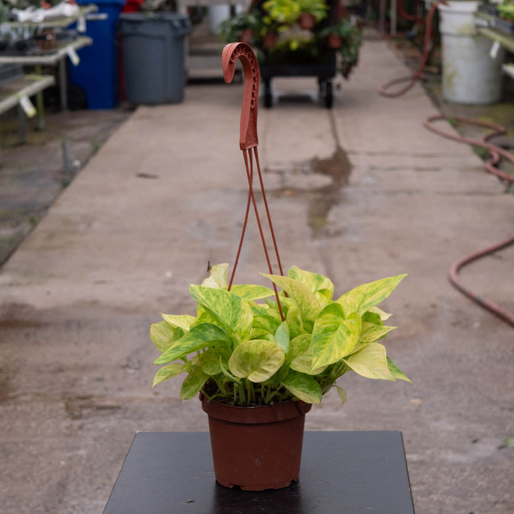 Gabriella Plants Pothos Pothos Epipremnum aureum 'Alta Voltagem'