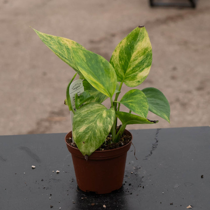 Gabriella Plants Pothos 3" Pothos Epipremnum aureum 'Alta Voltagem'