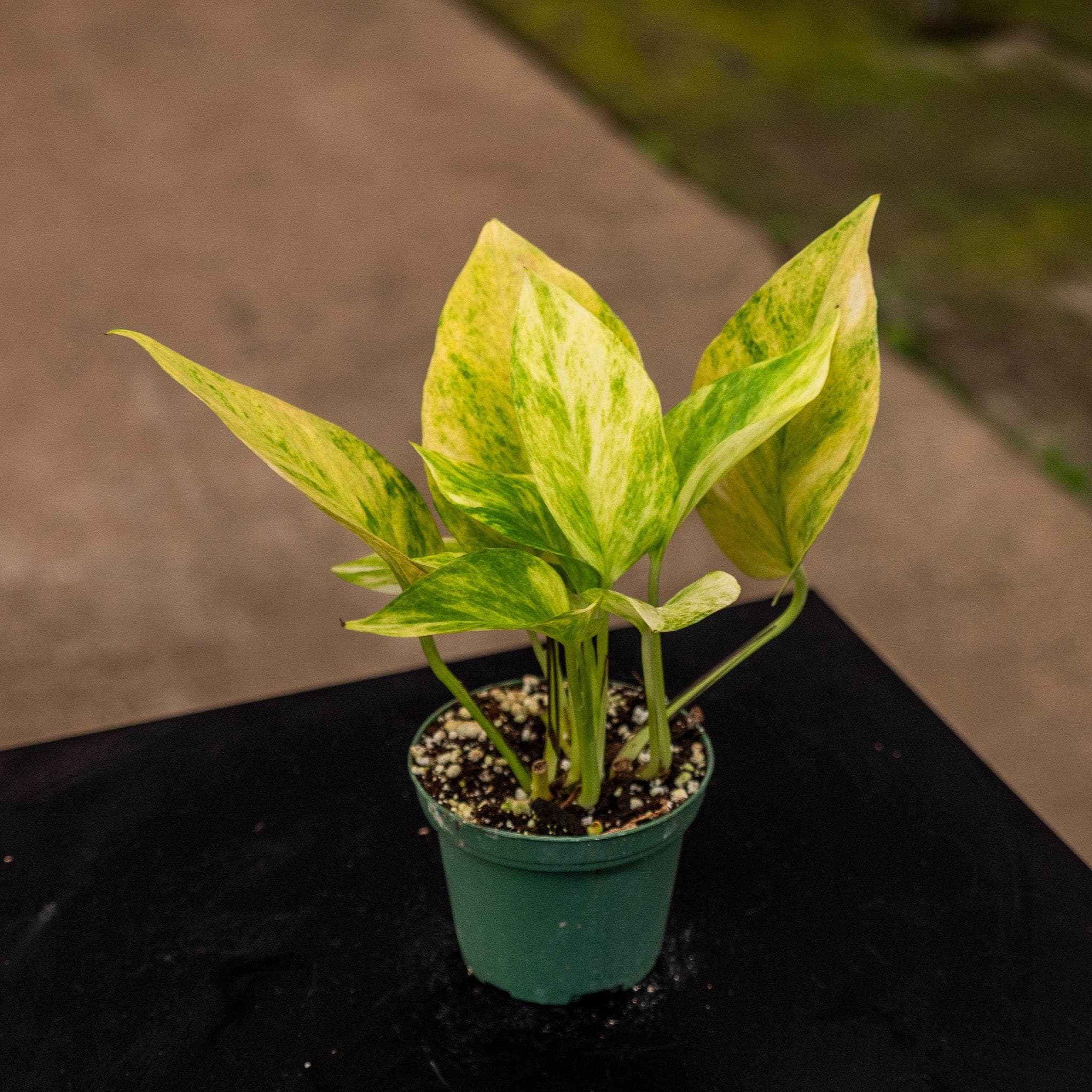 Pothos Epipremnum pinnatum albo variegata - Gabriella Plants