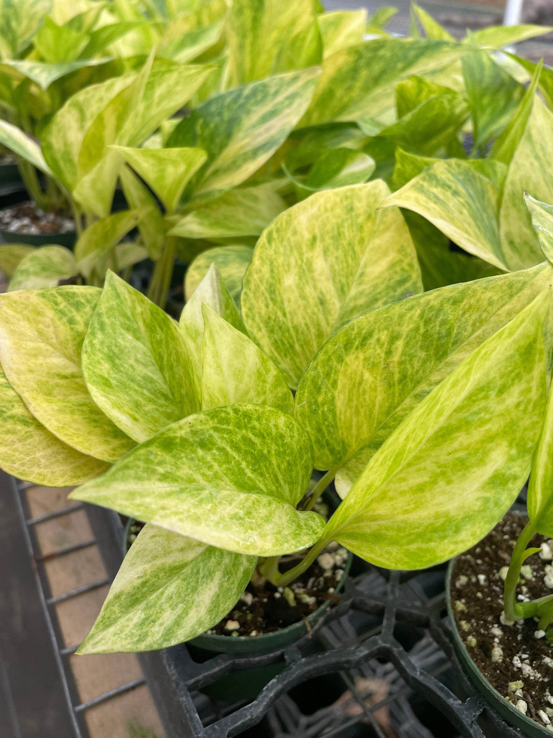 high voltage pothos Pothos Epipremnum aureum 'Alta Voltagem'