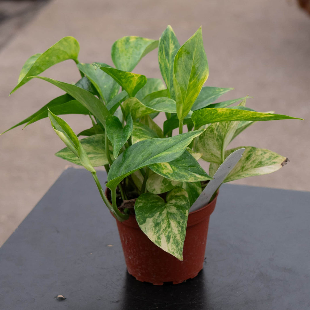 Gabriella Plants Pothos 4" Pothos Epipremnum aureum 'Alta Voltagem'