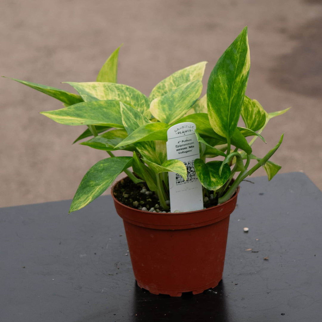 Gabriella Plants Pothos 4" Pothos Epipremnum aureum 'Alta Voltagem'