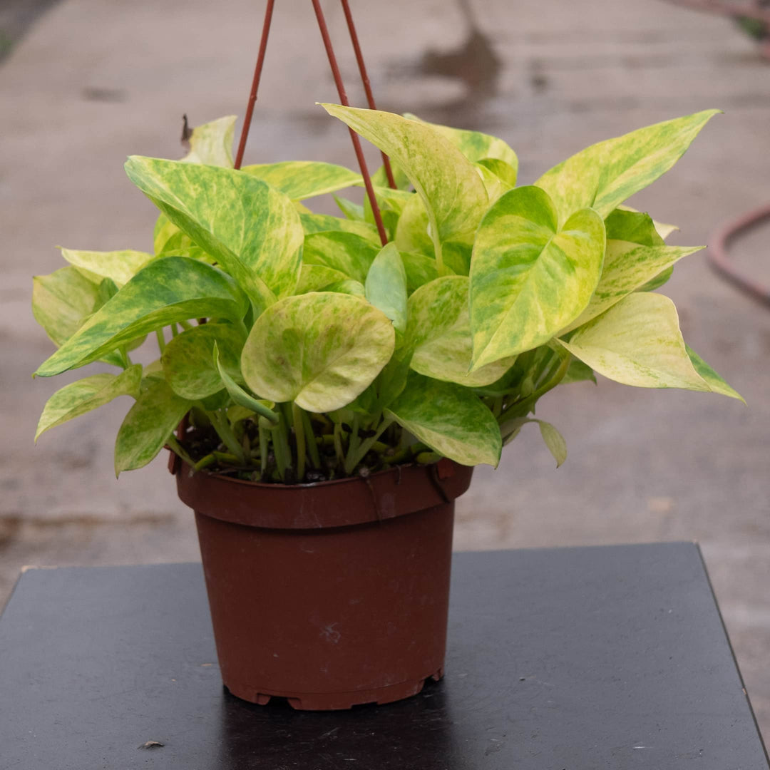 Gabriella Plants Pothos 5" Pothos Epipremnum aureum 'Alta Voltagem'