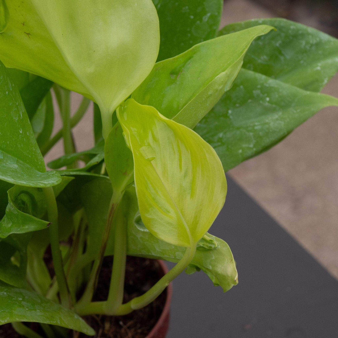 pothos champs elysees Pothos Epipremnum aureum 'Champs-Élysées'