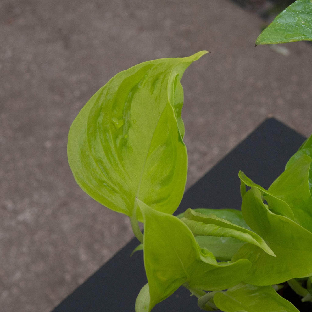 pothos champs elysees Pothos Epipremnum aureum 'Champs-Élysées'