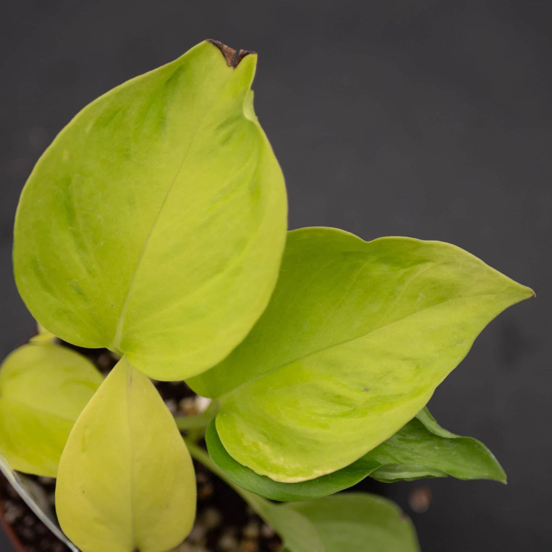 Gabriella Plants Pothos Pothos Epipremnum aureum 'Champs-Élysées'