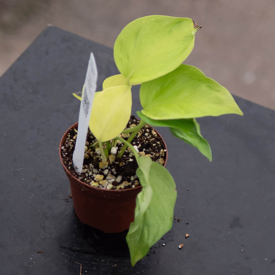 Gabriella Plants Pothos Pothos Epipremnum aureum 'Champs-Élysées'