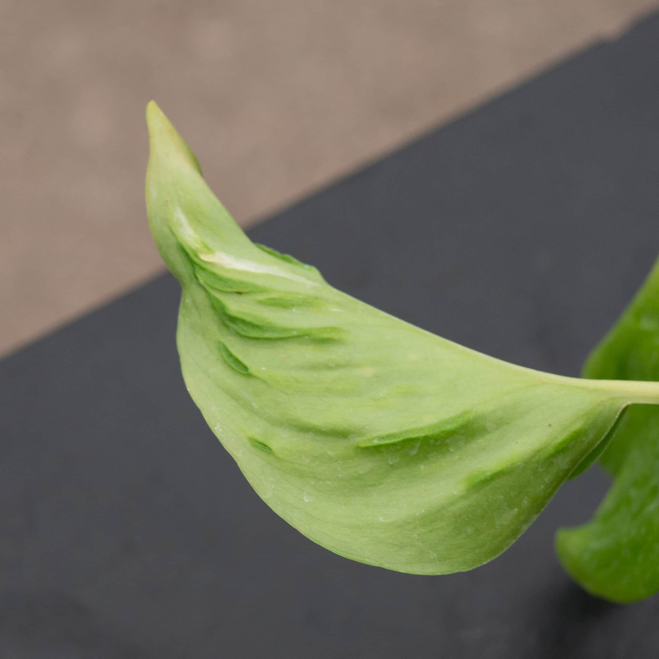 pothos champs elysees Pothos Epipremnum aureum 'Champs-Élysées'