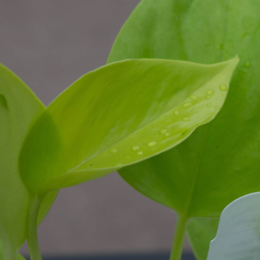 pothos lime Pothos Epipremnum aureum 'Champs-Élysées'
