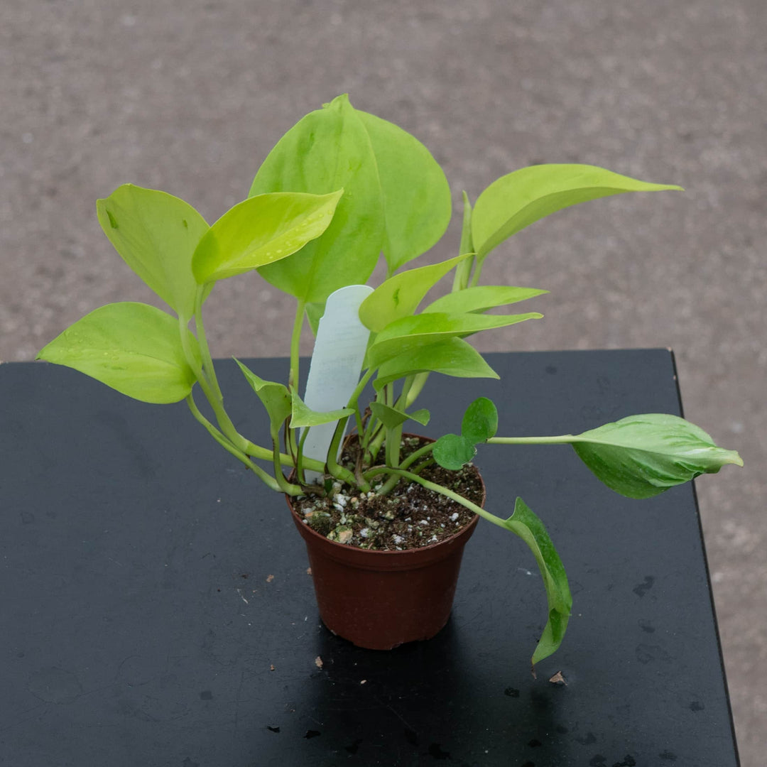 black pothos variety Pothos Epipremnum aureum 'Champs-Élysées'