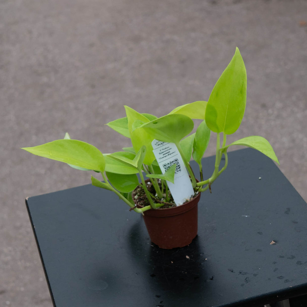 pothos to buy Pothos Epipremnum aureum 'Champs-Élysées'