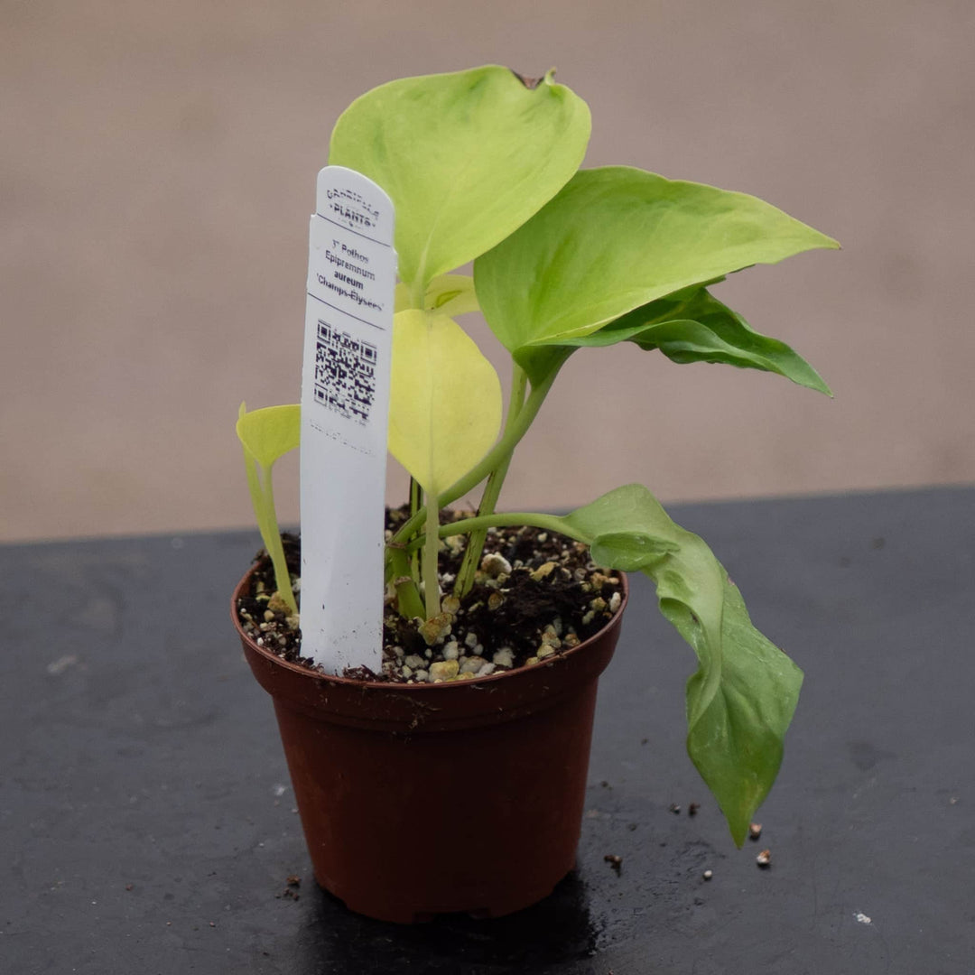 Gabriella Plants Pothos 3" Pothos Epipremnum aureum 'Champs-Élysées'