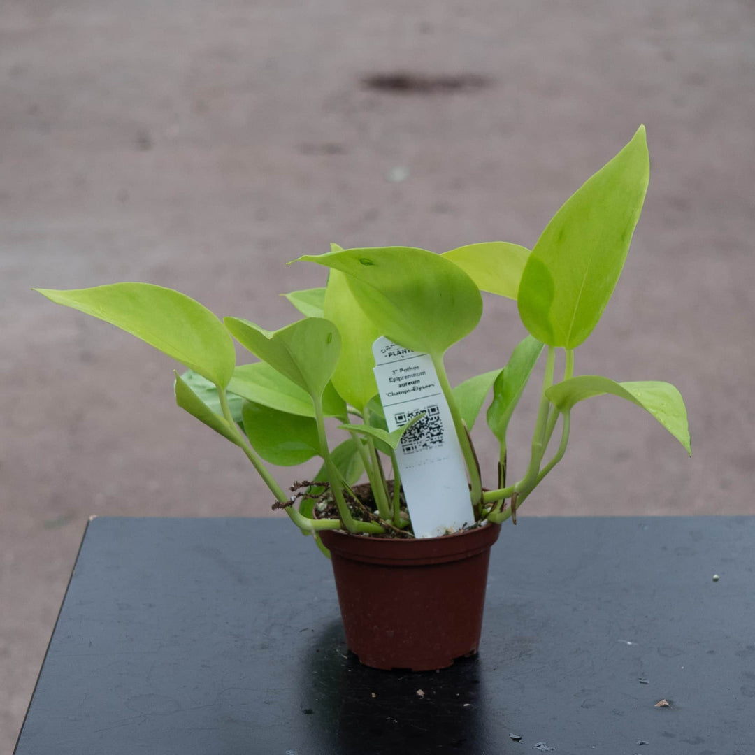 real pothos Pothos Epipremnum aureum 'Champs-Élysées'
