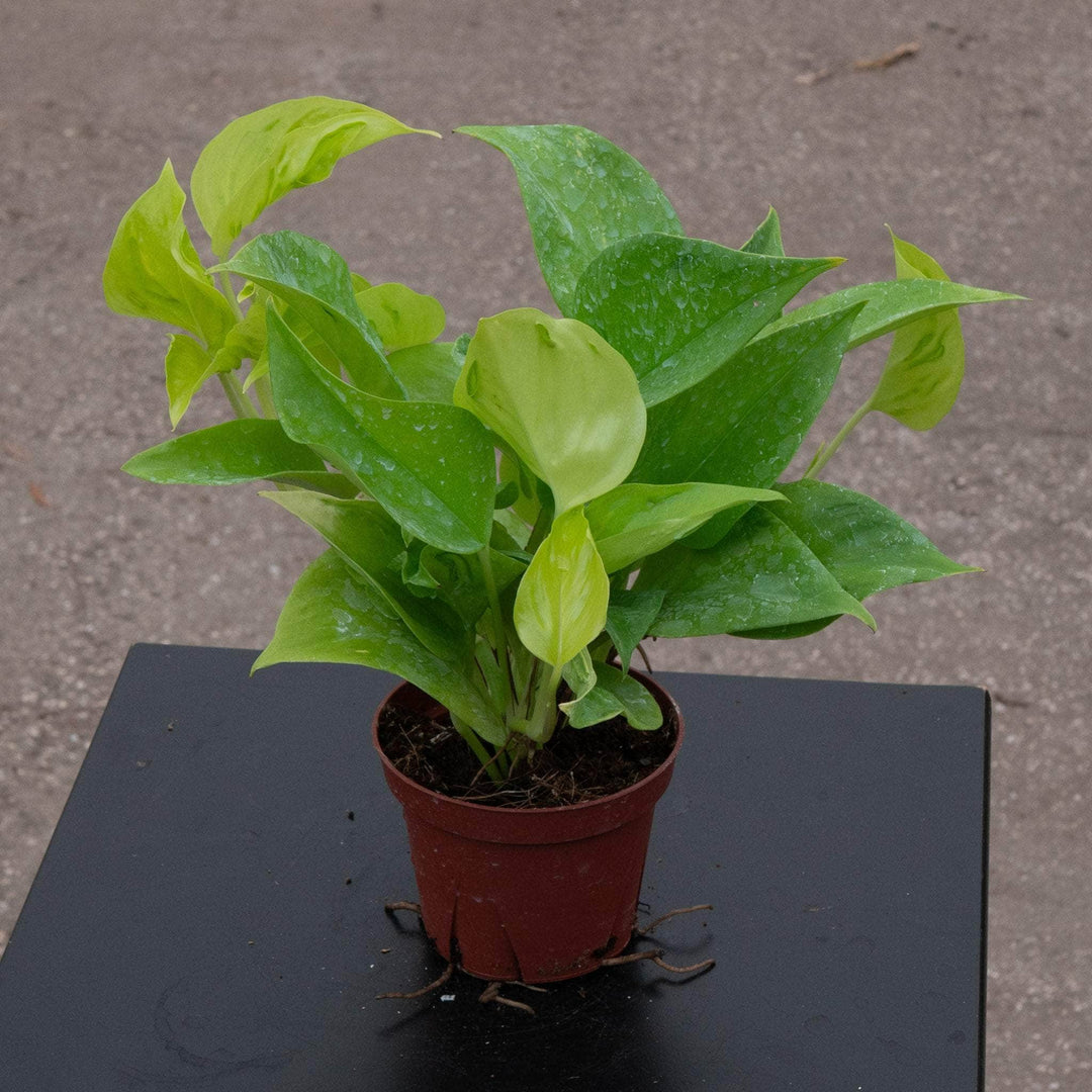 black pothos variety Pothos Epipremnum aureum 'Champs-Élysées'