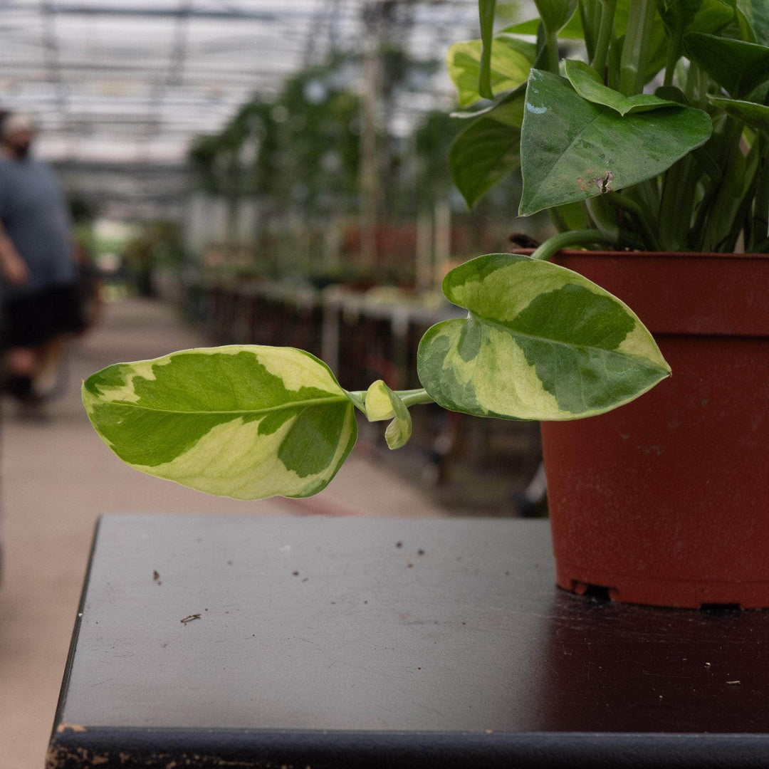 emerald pothos vs jade pothos Pothos Epipremnum aureum 'Emerald'