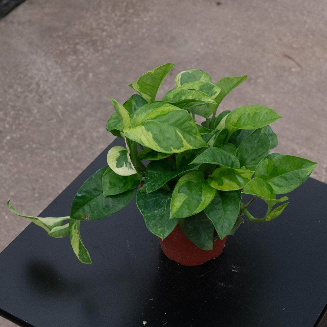 green emerald pothos Pothos Epipremnum aureum 'Emerald'
