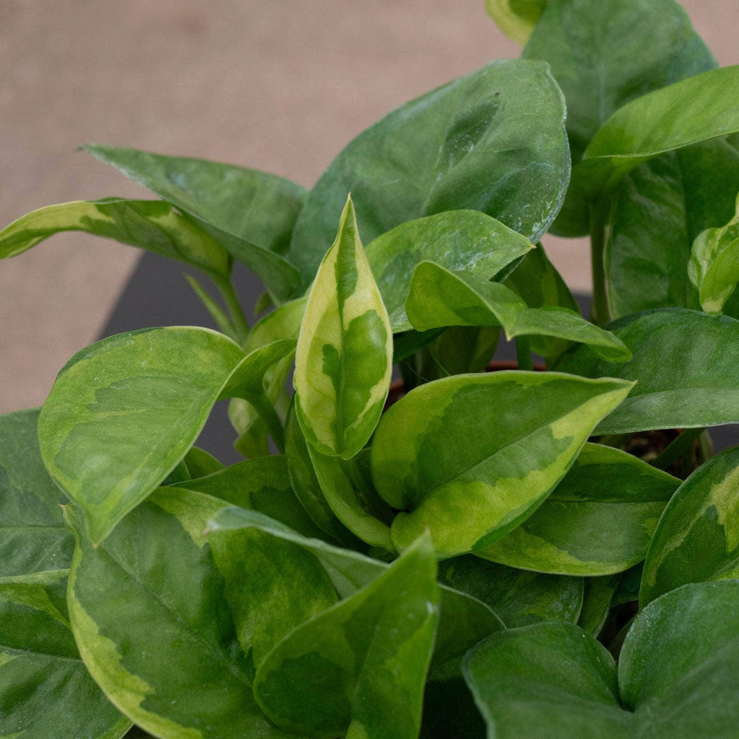 pothos emerald green Pothos Epipremnum aureum 'Emerald'