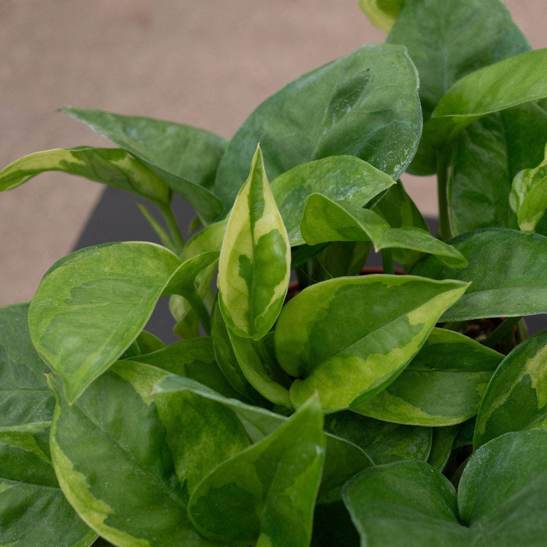 emerald pothos for sale Pothos Epipremnum aureum 'Emerald'