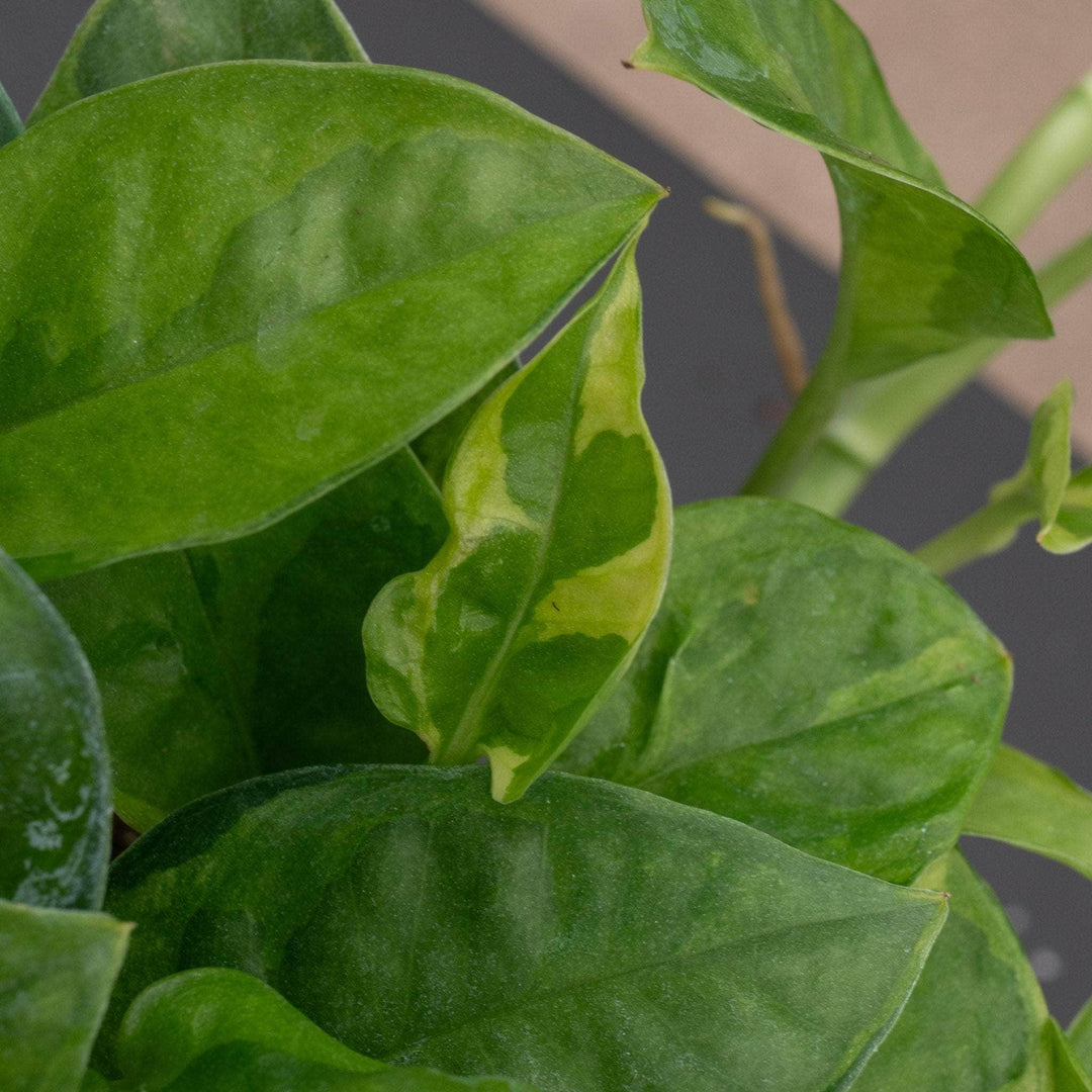 pothos vs epipremnum Pothos Epipremnum aureum 'Emerald'