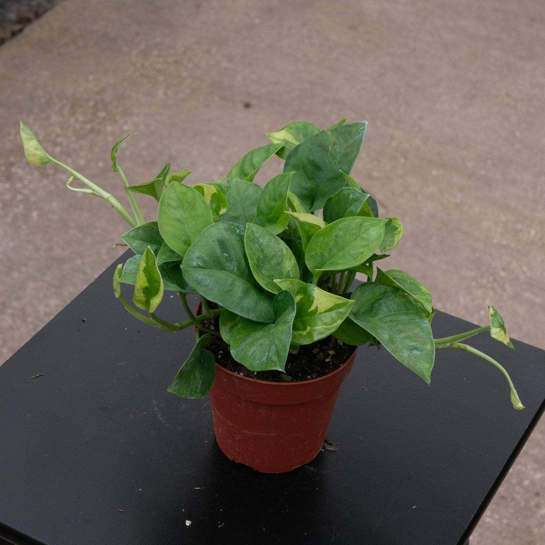 camouflage pothos Pothos Epipremnum aureum 'Emerald'