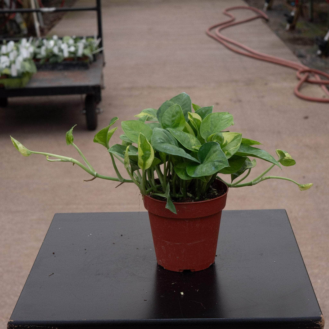 pothos plants for aquarium Pothos Epipremnum aureum 'Emerald'