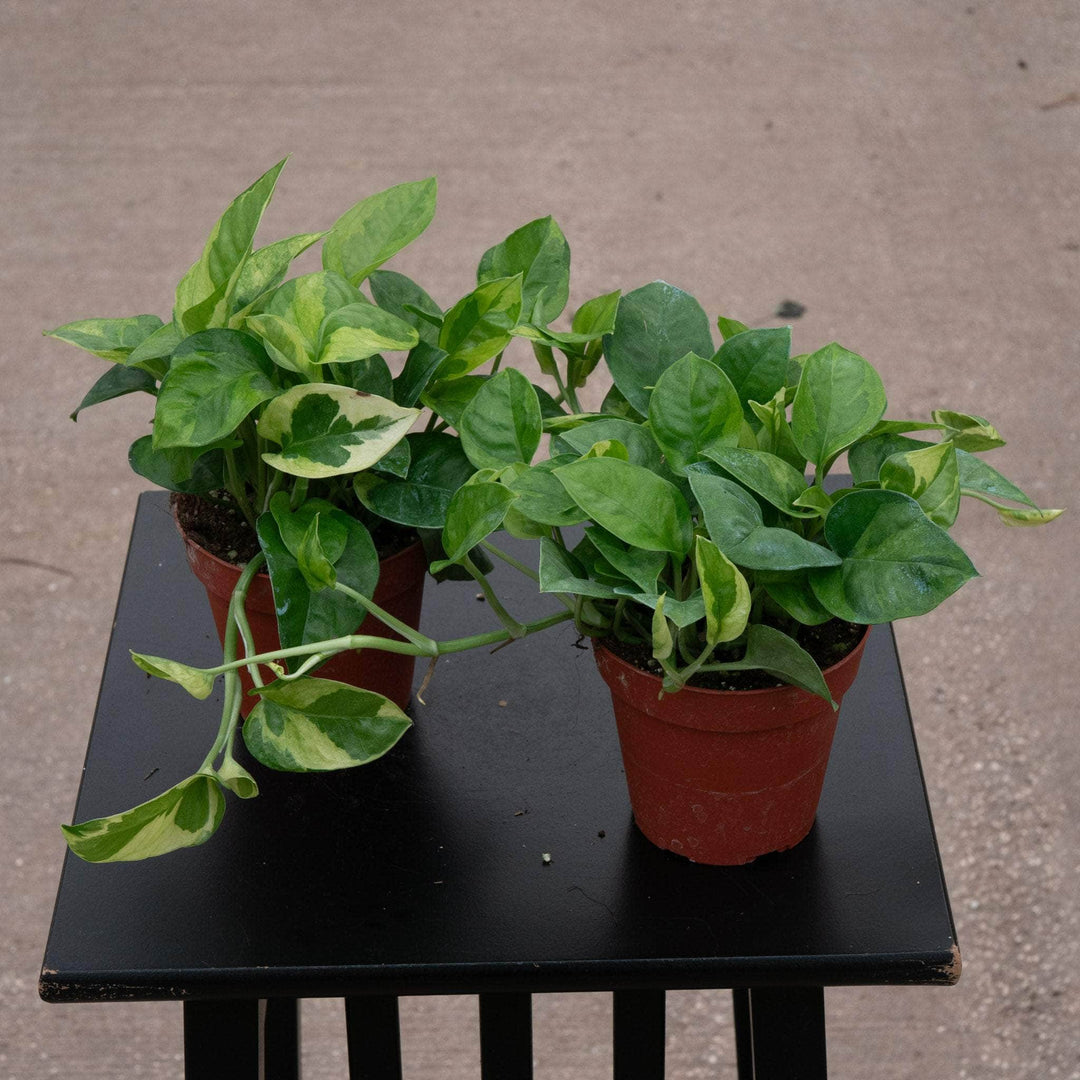 pothos aureum Pothos Epipremnum aureum 'Emerald'