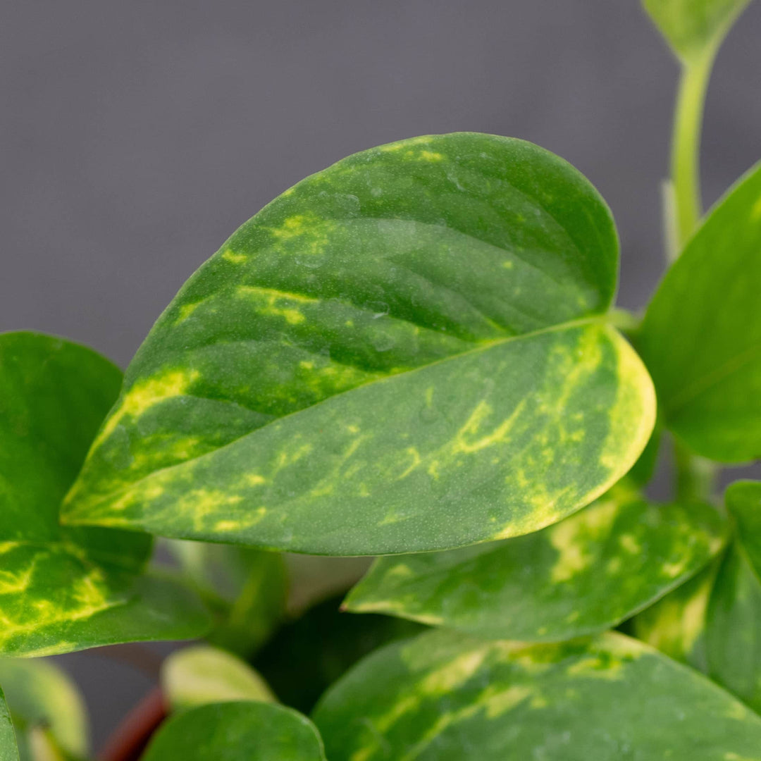 epipremnum golden pothos care Pothos Epipremnum aureum 'Golden'
