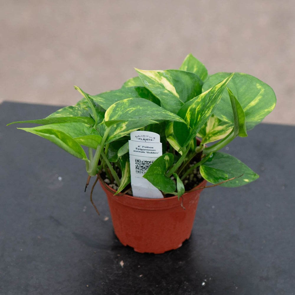 Gabriella Plants Pothos 4" Pothos Epipremnum aureum 'Golden'